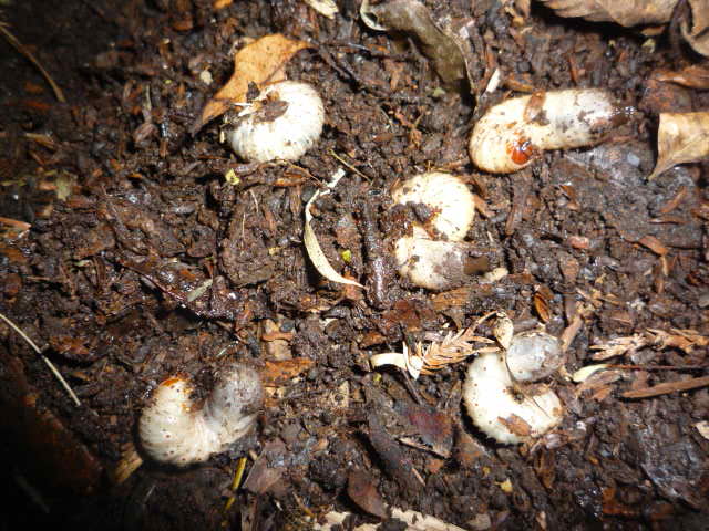 根虫 コガネムシの幼虫 の駆除 家庭菜園や家庭農園で作る野菜のおいしい 上手な作り方 育て方