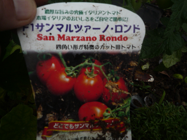 トマト挿し芽の仕方 家庭菜園や家庭農園で作る野菜のおいしい 上手な作り方 育て方