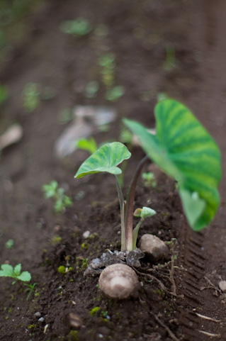 粘土質土壌の改良方法 家庭菜園や家庭農園で作る野菜のおいしい 上手な作り方 育て方