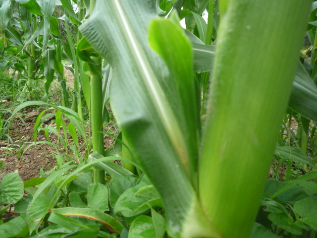 トウモロコシの上手な作り方 家庭菜園や家庭農園で作る野菜のおいしい 上手な作り方 育て方